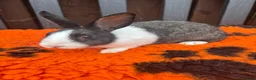 Dutch rabbits for sale: Beautiful Baby Female Dutch Rabbit 10 Weeks Old - Advert 2