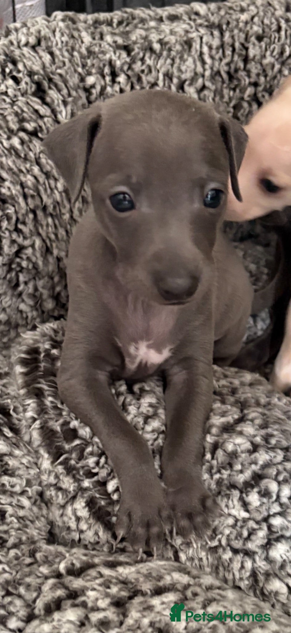 Italian Greyhound dogs Stunning boy ( 4 weeks old )  - Advert 1