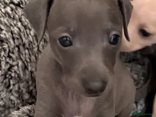 Italian Greyhound dogs Stunning boy ( 4 weeks old ) - Advert 4
