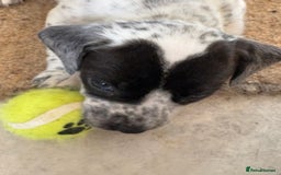 Mixed Breed dogs for sale: Cocker jacks for sale  - Image 2