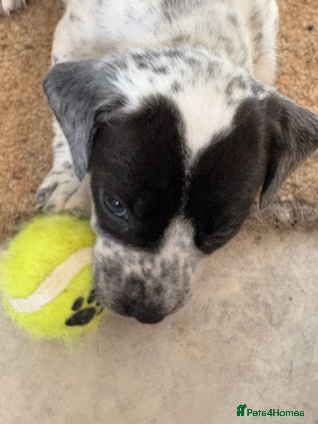 Mixed Breed dogs for sale: Cocker jacks for sale  - Image 2