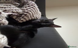 Domestic Shorthair cats for sale: Black kitten for sale  - Image 5