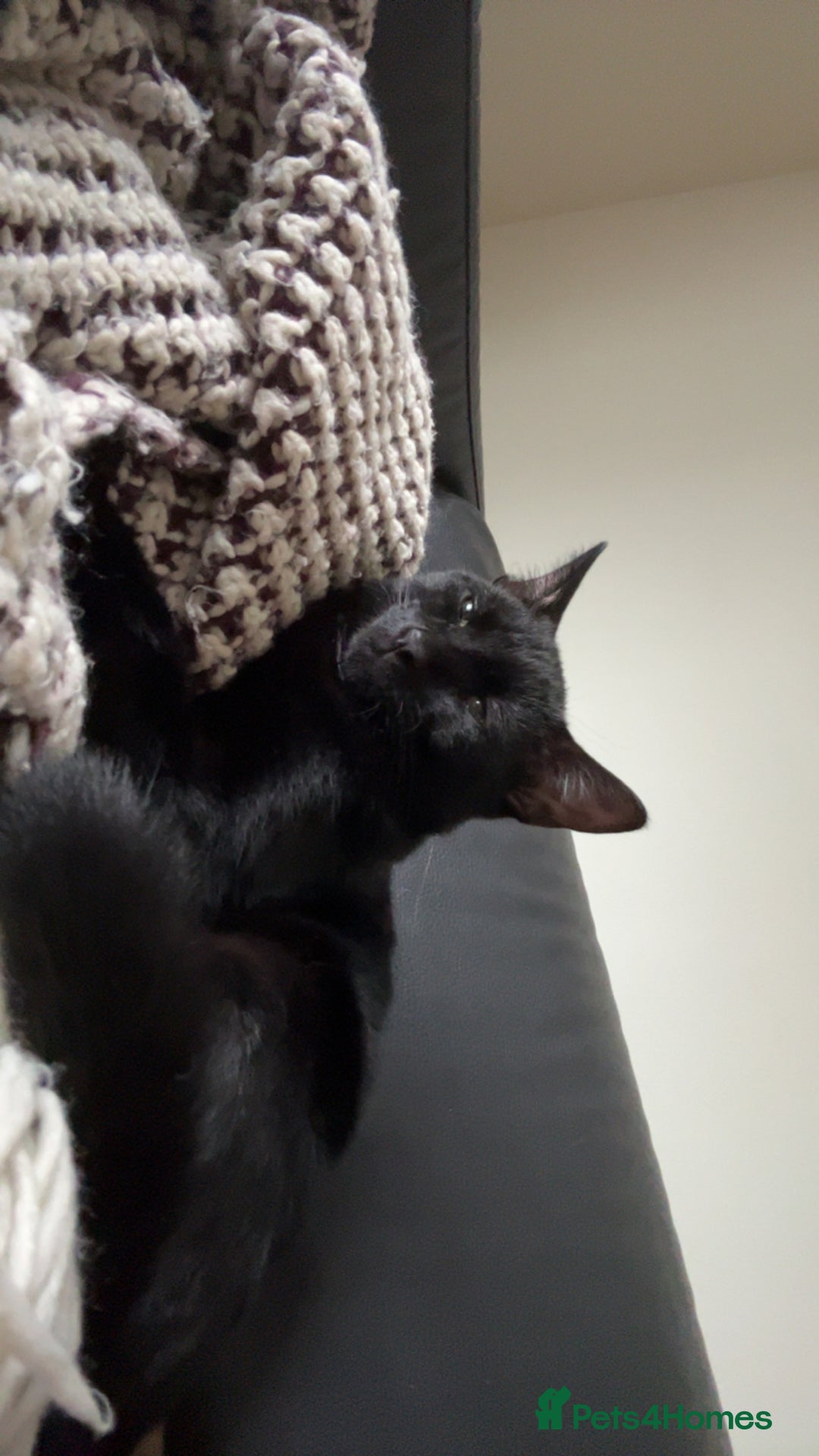 Domestic Shorthair cats for sale: Black kitten for sale  - Image 5