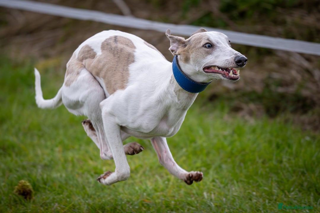 Whippet dogs for stud: Beautiful Whippet Dodger for STUD | Unproven - Image 8