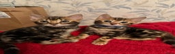 Bengal cats for sale: LAST ONE! Stunning Bengal kittens - Advert 10