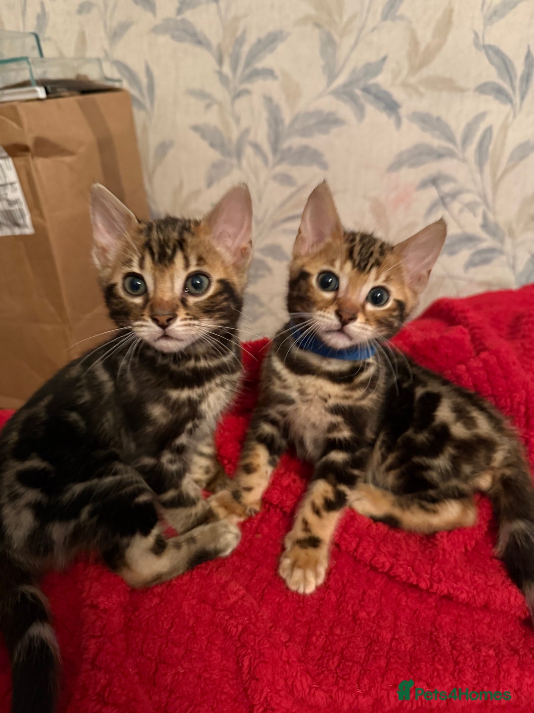 Bengal cats for sale: LAST ONE! Stunning Bengal kittens - Advert 10