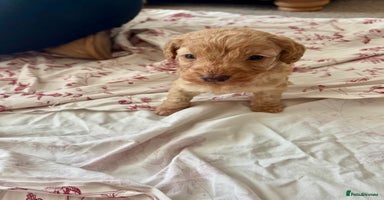 Cockapoo dogs Gorgeous chunky cockapoo puppies - Advert 7