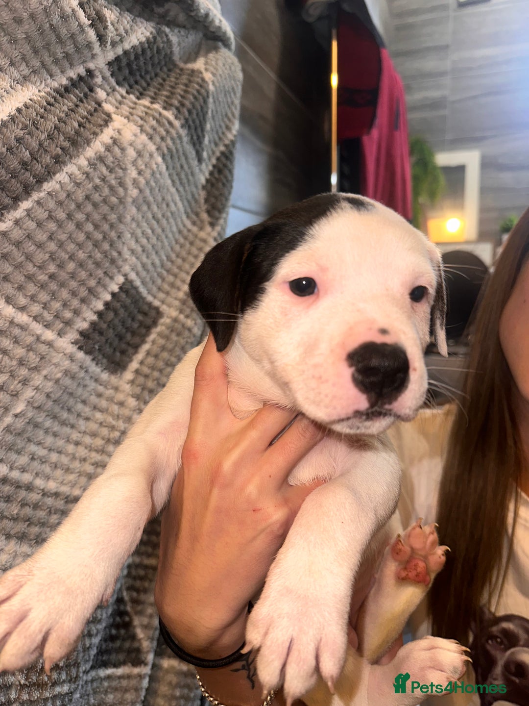 Mixed Breed dogs for sale: American bulldog x staffy 🐶 - Image 5