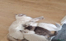 Ragdoll cats for sale: Ragdoll x Persian - Image 7