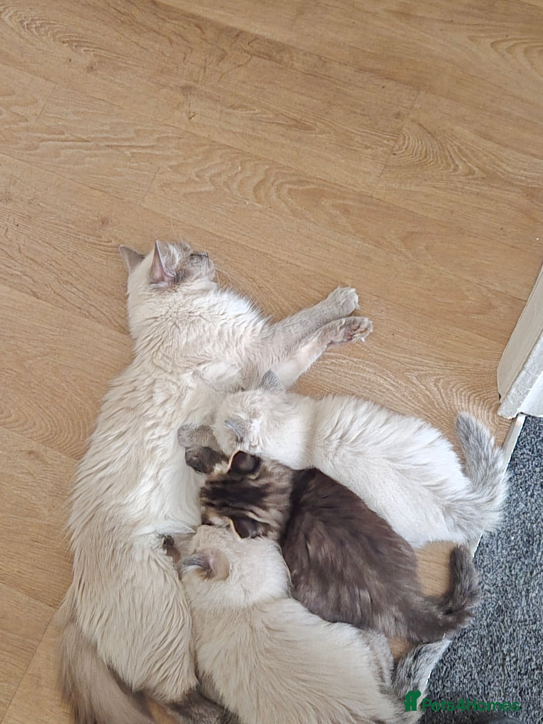 Ragdoll cats for sale: Ragdoll x Persian - Image 7