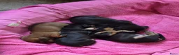 Miniature Dachshund dogs for sale: Minature Dachshund  - Advert 24