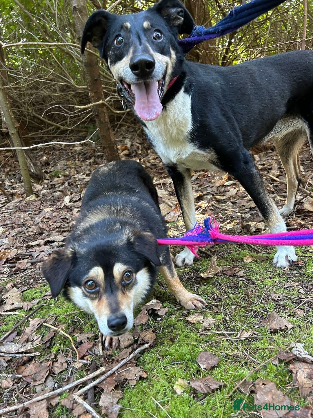 Mixed Breed dogs for adoption: Lottie - Norwich Norfolk  in Norwich - Advert 16