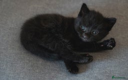 Mixed Breed cats for sale: 4 mixed breed kittens are looking home  - Image 11