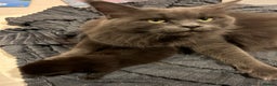Maine Coon cats for sale: Active TICA GCCF Maine Coon Queen - Advert 3