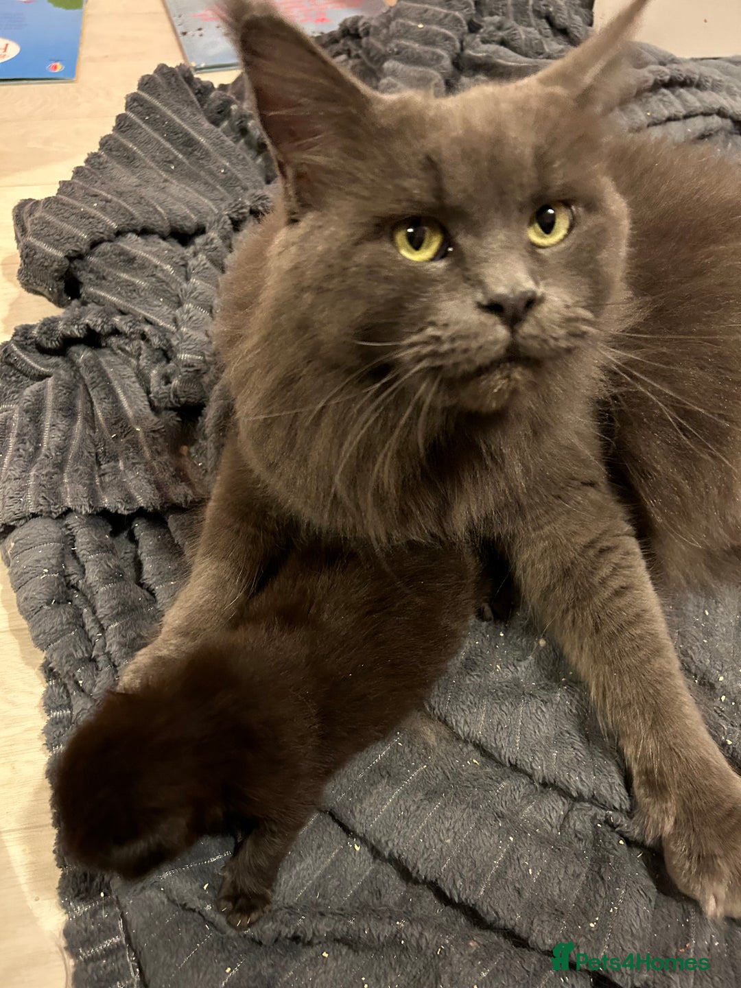 Maine Coon cats for sale: Active TICA GCCF Maine Coon Queen - Advert 3