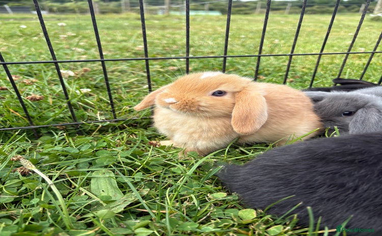 English Lop rabbits - Advert 6