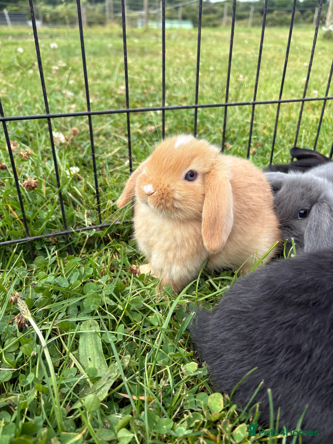 English Lop rabbits for sale: Beautiful English lop babies for sale  - Image 1