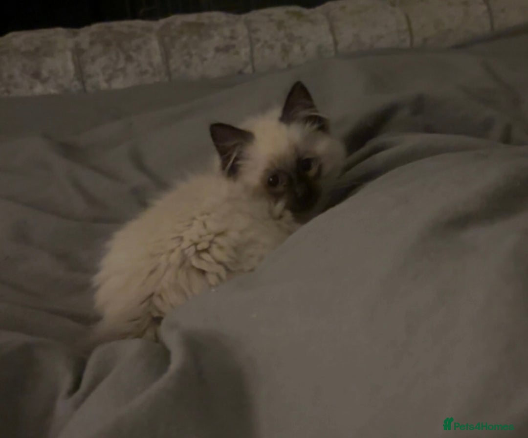 Ragdoll cats for sale: EXQUISITE RAGDOLL BABIES - Advert 3