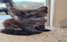 Maine Coon cats for sale: Maine coon x marble bengal unique kittens - Image 13