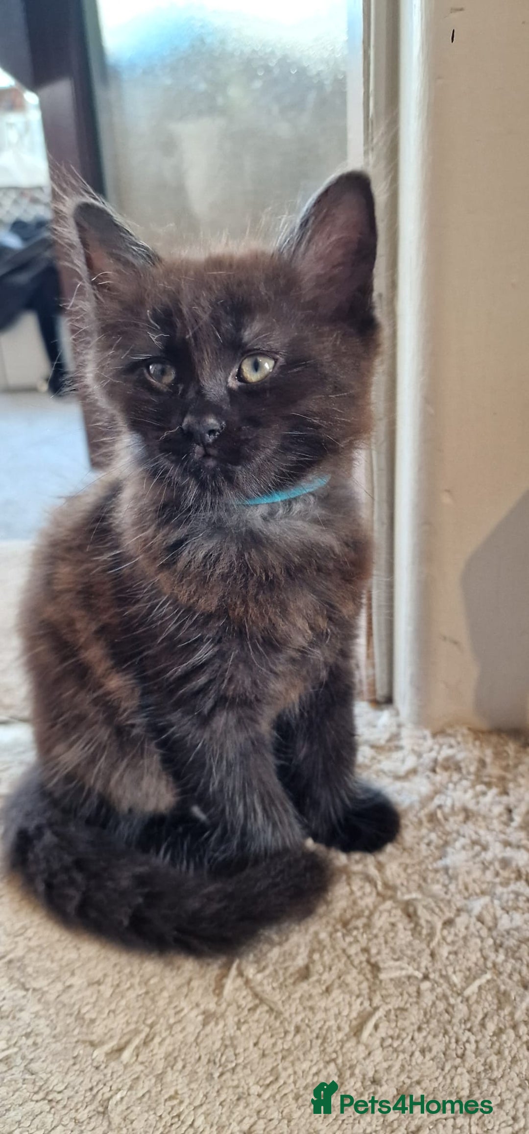 Maine Coon cats for sale: Maine coon x marble bengal unique kittens - Image 13