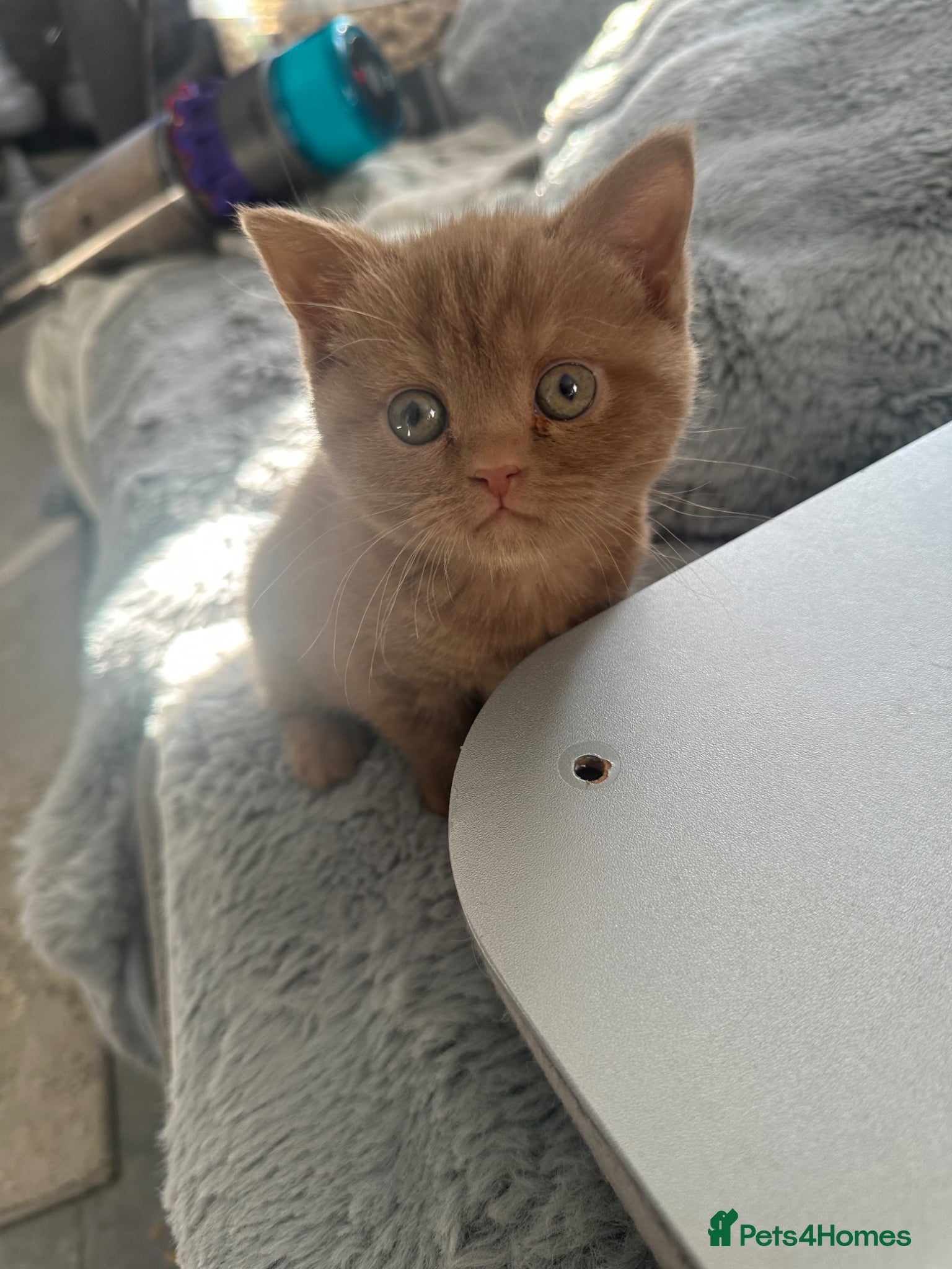 British Shorthair cats Cinnamon British shorthair girl last one left  - Advert 12