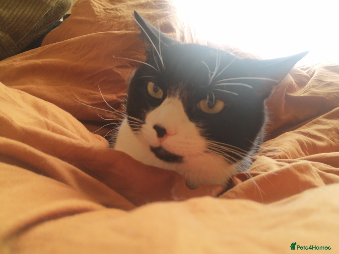 Mixed Breed cats for sale: 2 Beautiful kittens for sale - Advert 8