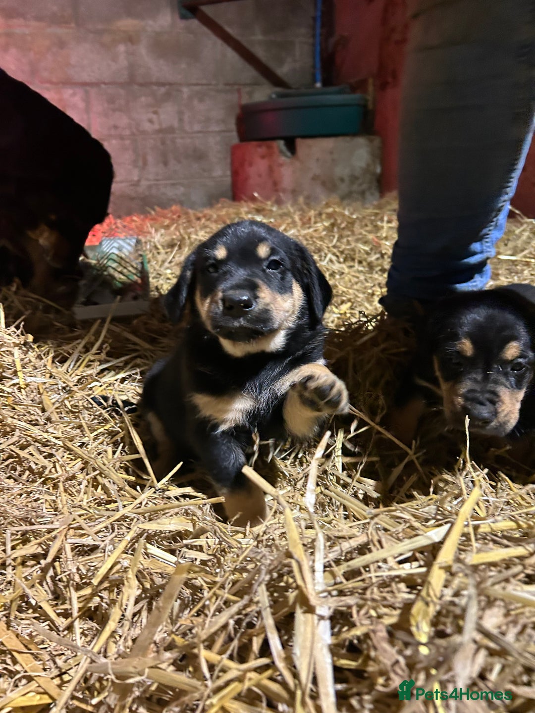 Mixed Breed dogs for sale: Beautiful Retriever X Huntaway puppies for sale - Image 7