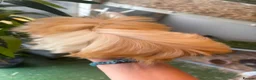 Guinea Pig rodents for sale: Peruvian, Sheltie & Alpaca Guinea Pig baby boars - Advert 4