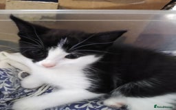 Mixed Breed cats for sale: kittens - Image 5
