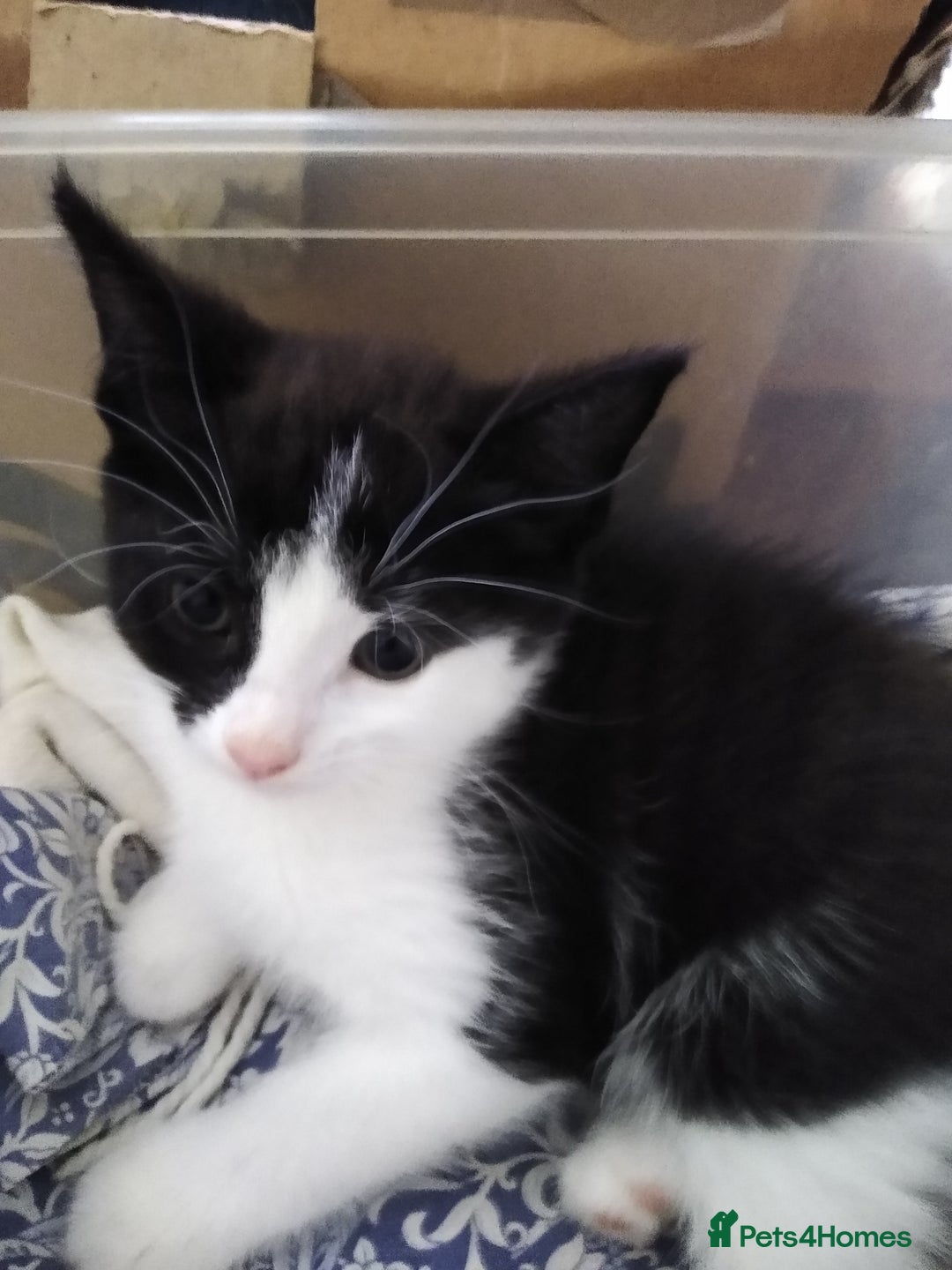 Mixed Breed cats for sale: kittens - Image 5