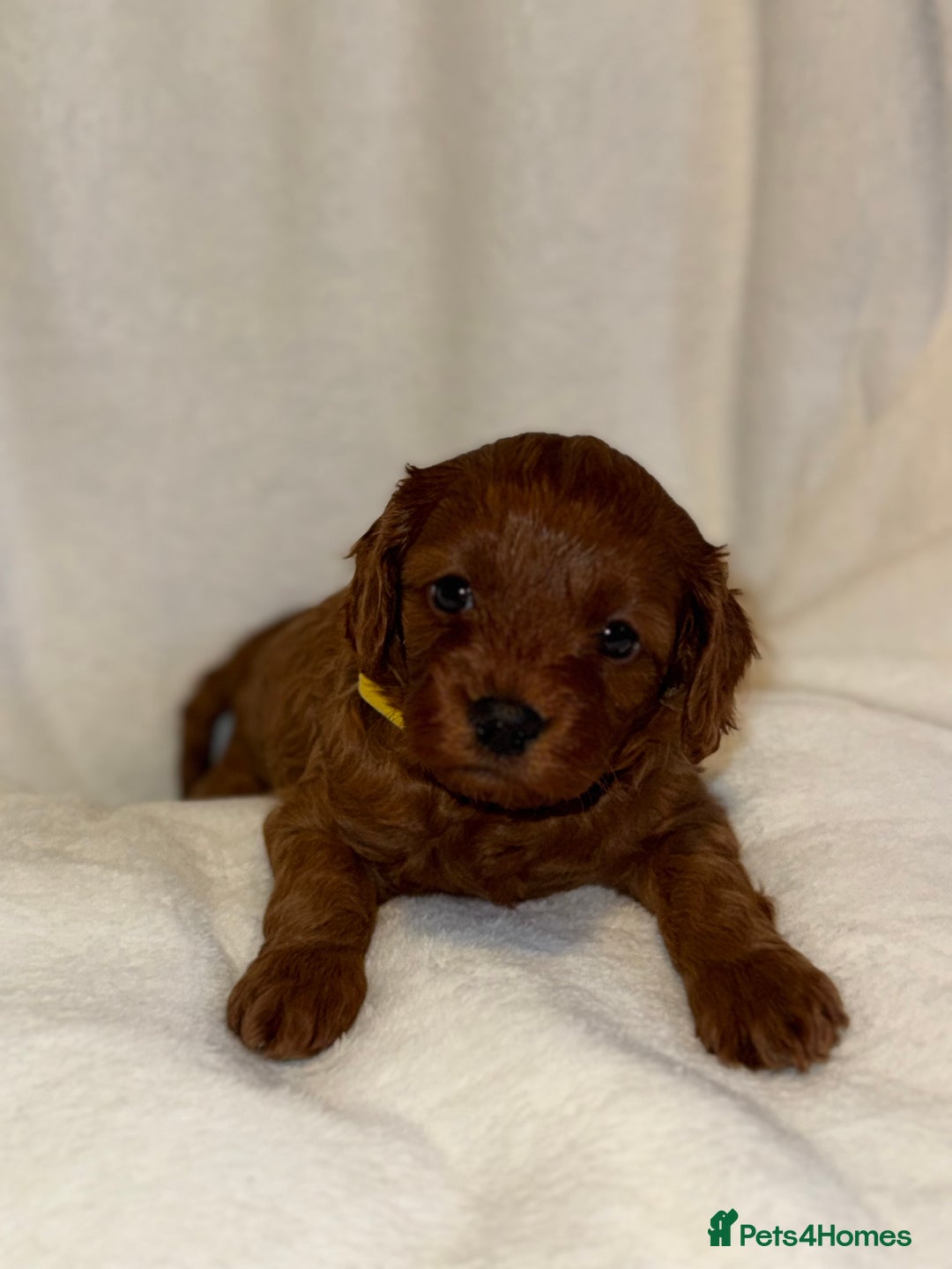 Cavapoo dogs for sale: 4 Gorgeous f1 Cavapoo’s. Parents health tested - Advert 19