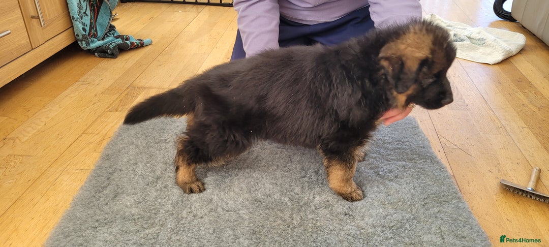 German Shepherd dogs for sale: German Shepherd puppies - Advert 6