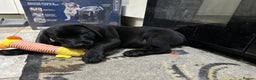 Labrador Retriever dogs for sale: READY NOW - Labrador Retriever- just one black boy - Advert 3