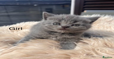 British Shorthair cats - Advert 8