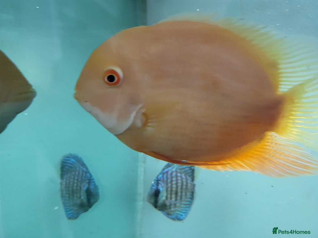 Cichlids fish for sale: 3 severum fish - Advert 4