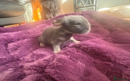 Mini Lion Lop rabbits for sale: Mini lion lops  - Image 8