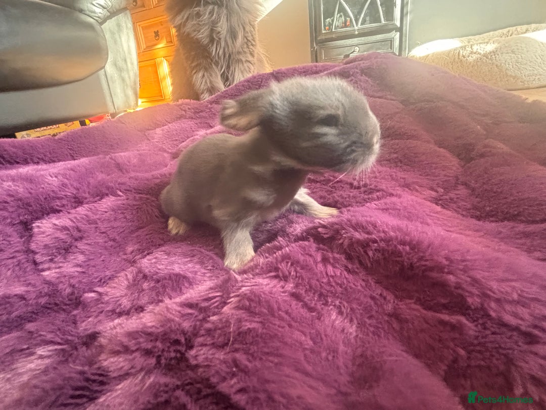 Mini Lion Lop rabbits for sale: Mini lion lops  - Image 8