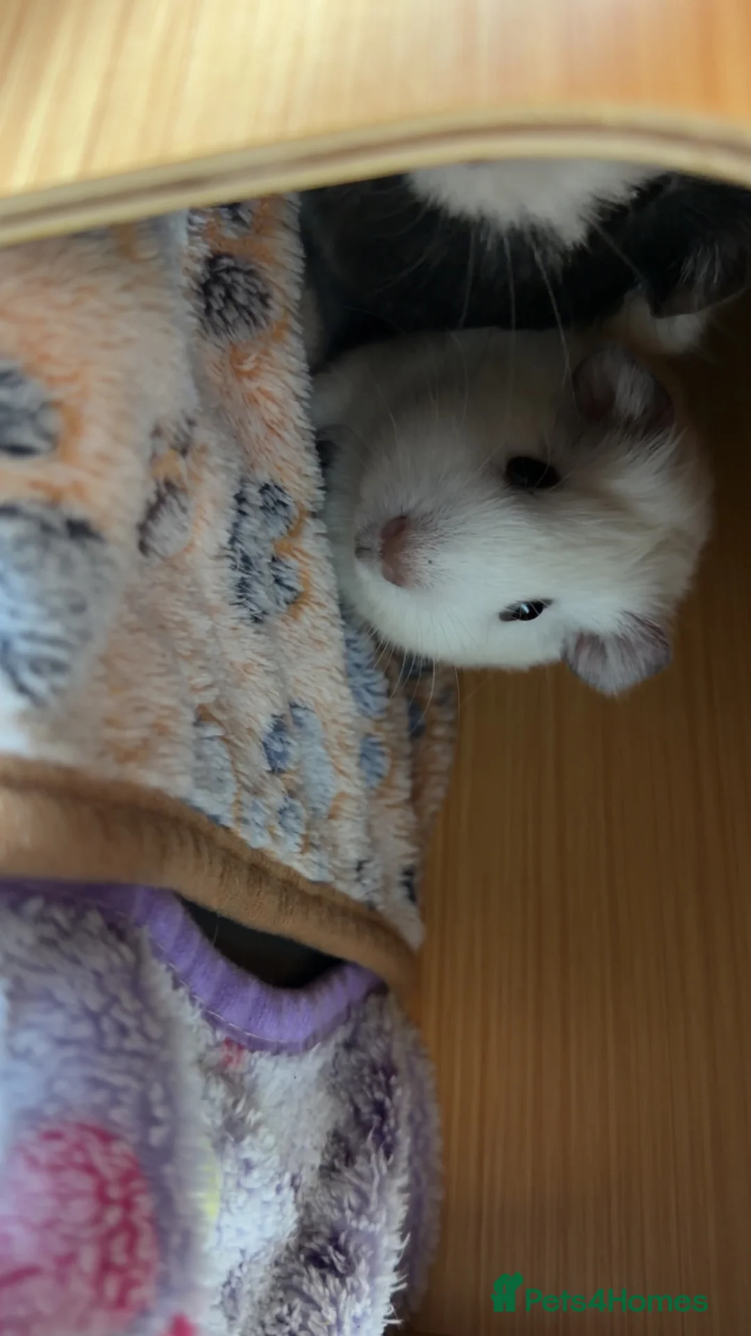 Guinea Pig rodents for sale: 2 male guinea pigs  - Advert 3