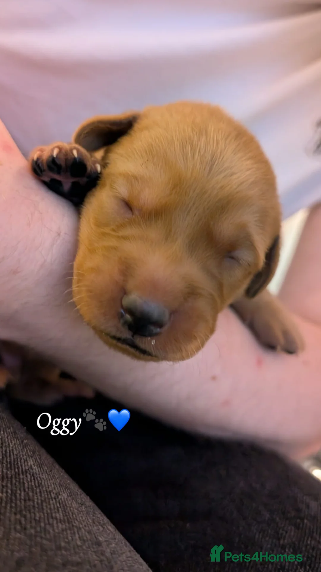 Labrador Retriever dogs for sale: Fox Red Labradors - Advert 2