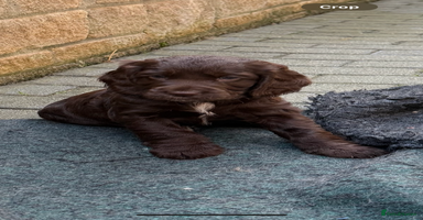 Cocker Spaniel dogs - Advert 3