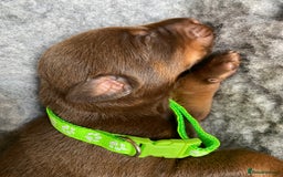 Dobermann dogs for sale: KC REGISTERED DOBERMAN PUPS - Image 11