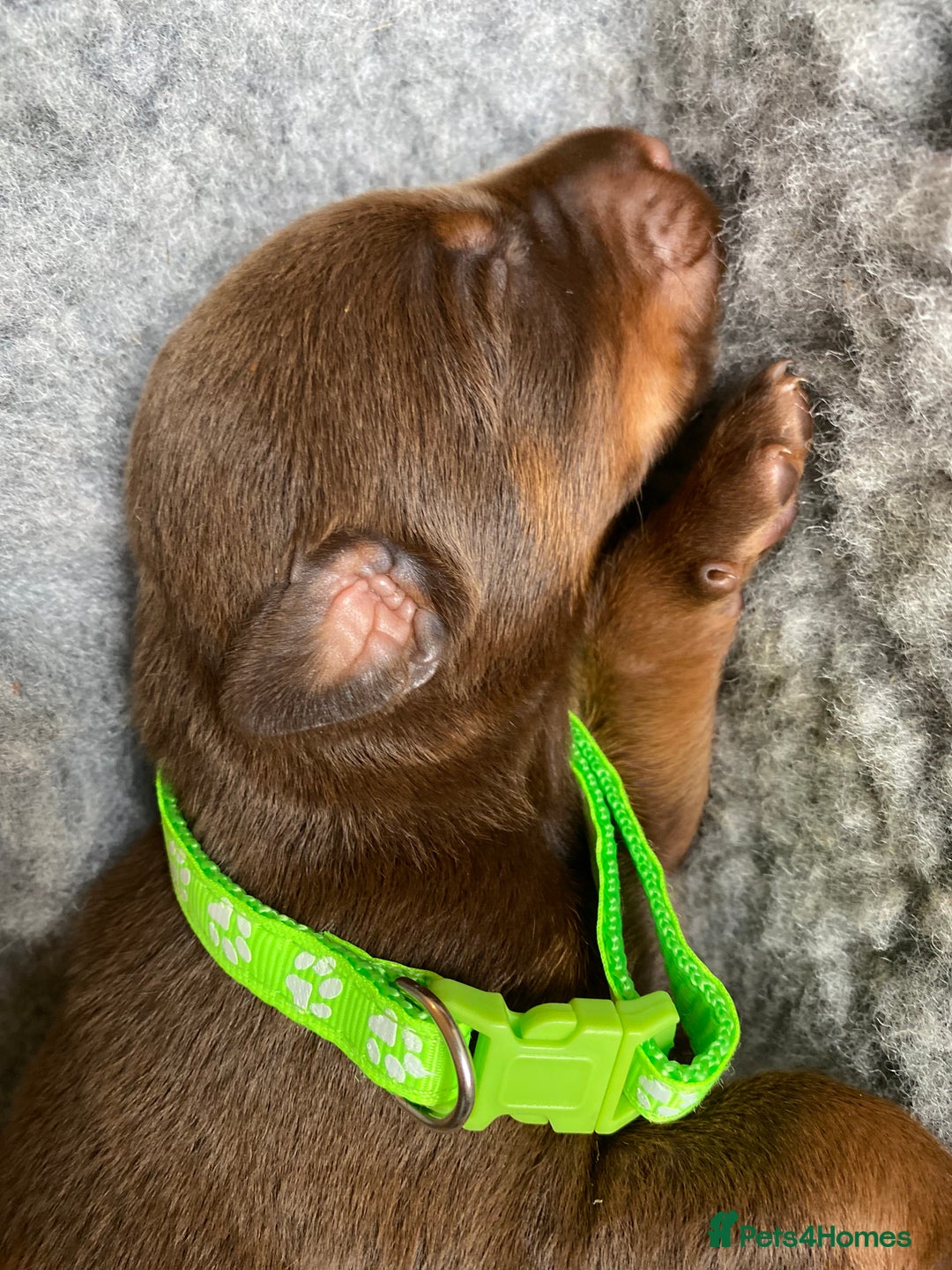 Dobermann dogs for sale: KC REGISTERED DOBERMAN PUPS - Image 11