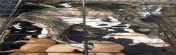 Mixed Breed dogs for sale: Top quality Lurcher puppies  - Advert 12