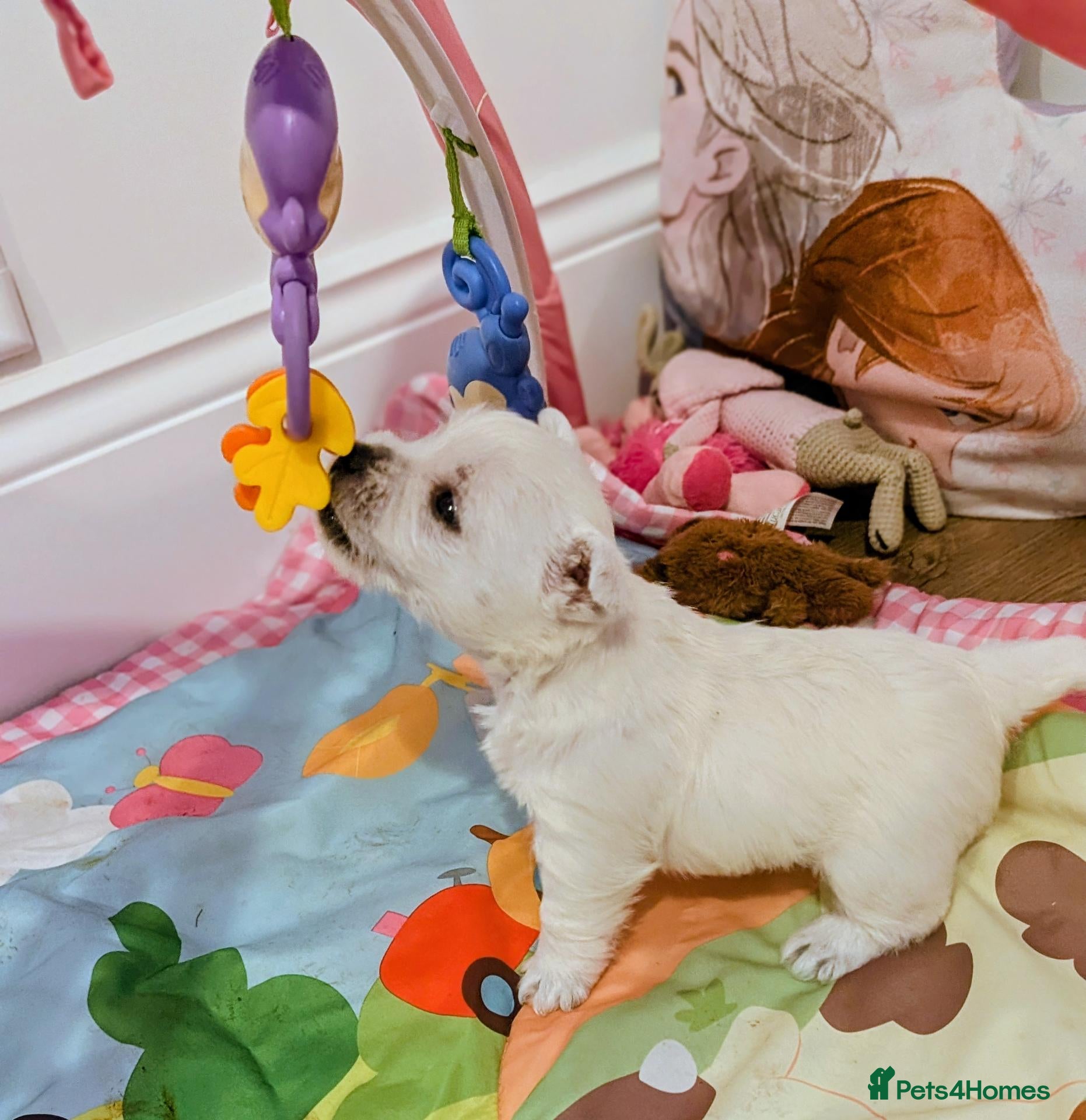 West Highland Terrier dogs Lovely KC register puppies  - Advert 17