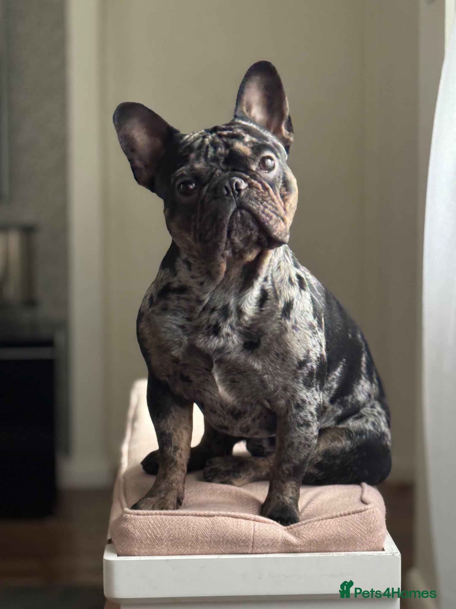 French Bulldog dogs  Merle French Bulldog Male Available for Stud 🐾 - Advert 1