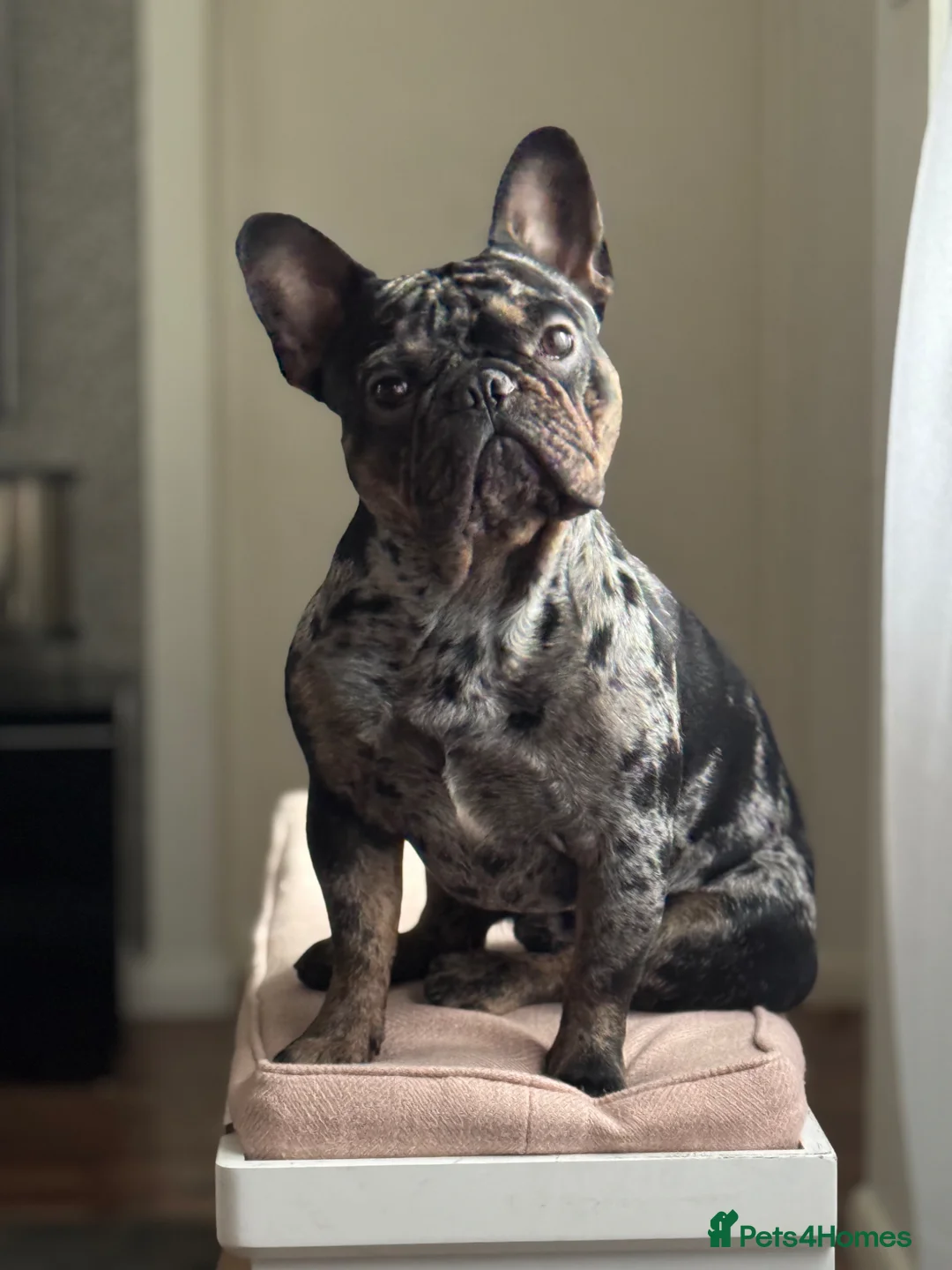 French Bulldog dogs for stud:  Merle French Bulldog Male Available for Stud 🐾 in London - Advert 1