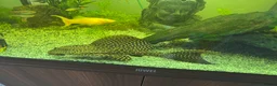 Plecos fish for sale: Sailfin pleco - Advert 9
