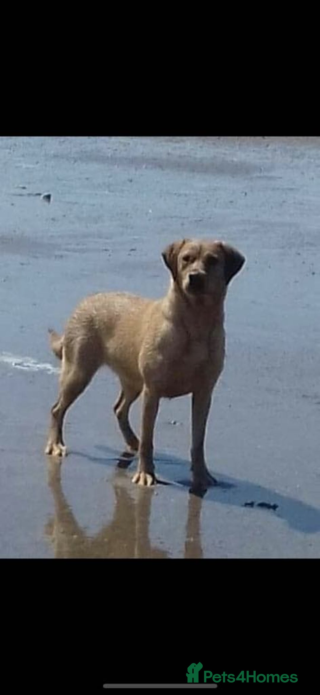 Labrador Retriever dogs for sale: Beautiful Labrador puppies  - Advert 8