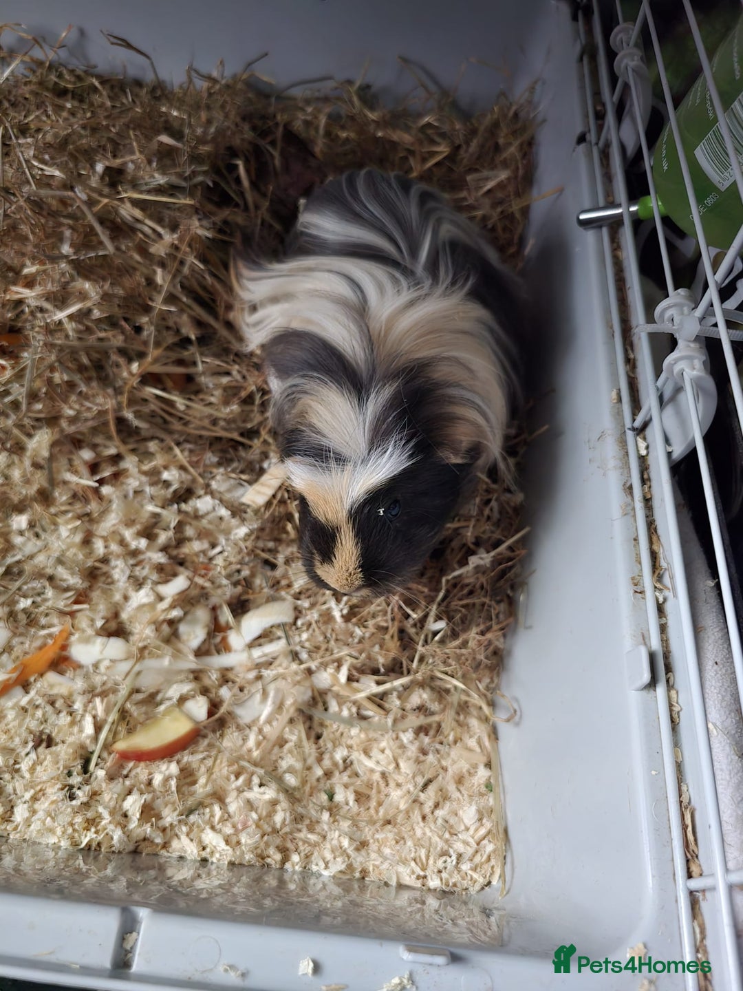 Guinea Pig rodents for sale: 2 guinea pigs - Advert 1