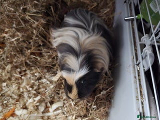 Guinea Pig rodents for sale: 2 guinea pigs - Advert 1
